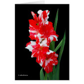 Atemberaubendes Rotes und Weiß Gladiolus Schwert L (Vorne)