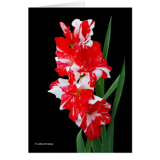 Atemberaubendes Rotes und Weiß Gladiolus Schwert L (Vorne)