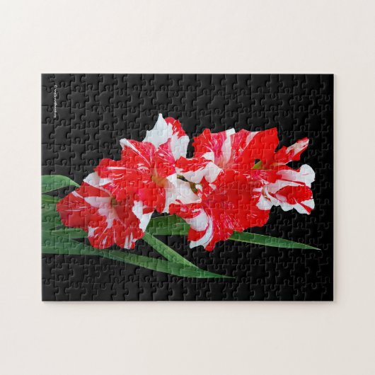 Atemberaubendes Rotes und Weiß Gladiolus Schwert L Puzzle (Horizontal)