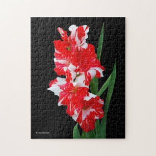 Atemberaubendes Rotes und Weiß Gladiolus Schwert L Puzzle