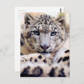 Atemberaubendes Snowleopardarportrait Postkarte (Vorne/Hinten)