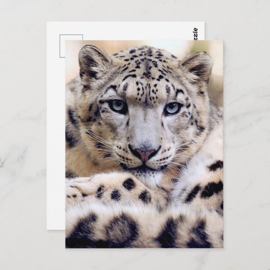 Atemberaubendes Snowleopardarportrait Postkarte (Vorne/Hinten)
