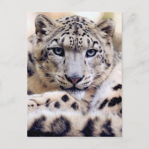 Atemberaubendes Snowleopardarportrait Postkarte