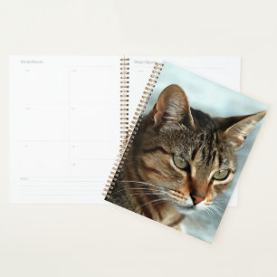 Atemberaubendes Tabby Cat Close Up Kunstportrait Planer