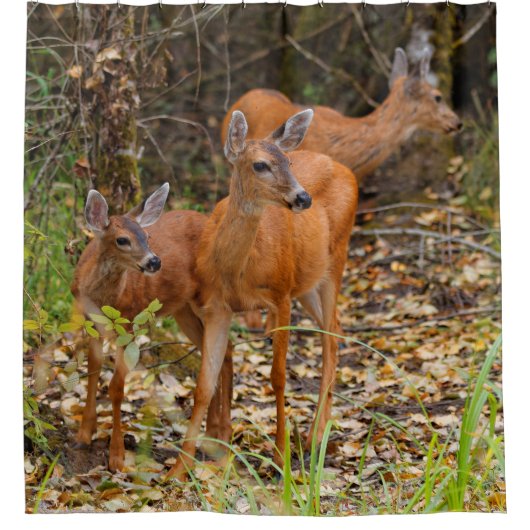 Atemberaubendes Trio des Schwarzschwanzhirsches im Duschvorhang (Vorderseite)