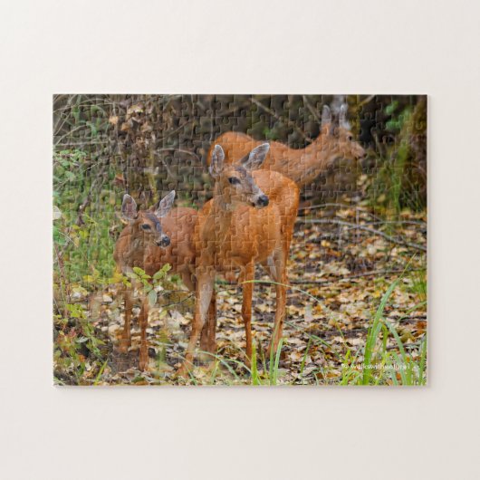 Atemberaubendes Trio des Schwarzschwanzhirsches im Puzzle (Horizontal)