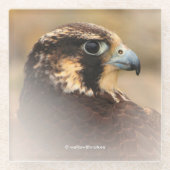 Atemberaubendes Vignettiertes Profil eines Peregri Glasuntersetzer (Vorderseite)