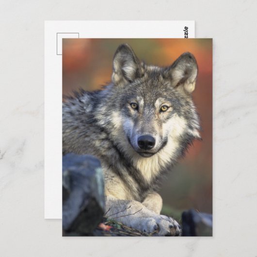 Atemberaubendes Wolfsprotrait Postkarte (Vorne/Hinten)