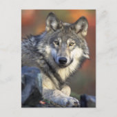 Atemberaubendes Wolfsprotrait Postkarte (Vorderseite)