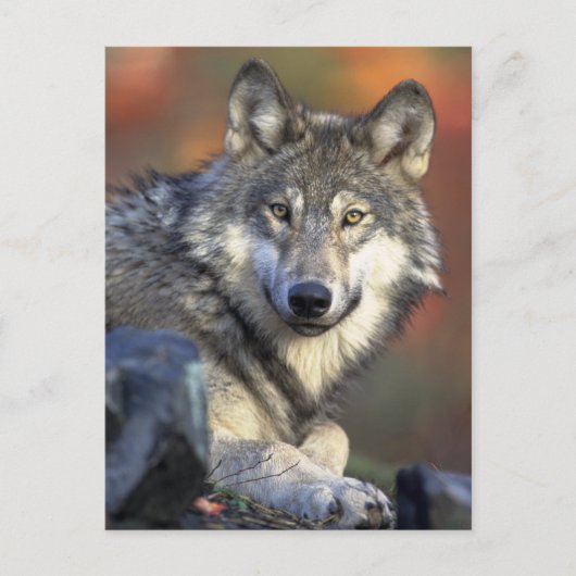 Atemberaubendes Wolfsprotrait Postkarte (Vorderseite)