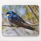Atemberbender Singvogel Baumschwalbe auf einem Ast Mousepad (Vorne)
