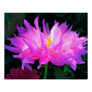 Atembermende rosa und violette Kaktus-Dahlie Poster