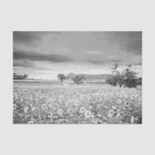 Atembernendes Schwarz-Weiß-Foto eines Sonnenblumen Seidenpapier