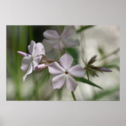 "atemlos" Pink Phlox Wildblume Poster (Vorne)