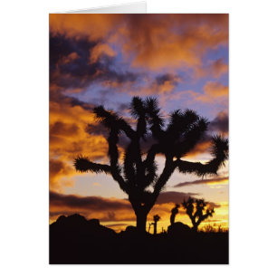 Atemosphärischer Sonnenaufgang im Joshua Tree Nati