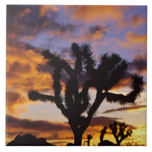 Atemosphärischer Sonnenaufgang im Joshua Tree Nati Fliese