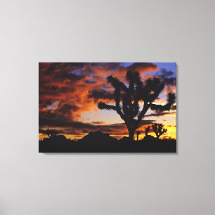 Atemosphärischer Sonnenaufgang im Joshua Tree Nati Leinwanddruck