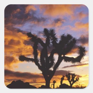 Atemosphärischer Sonnenaufgang im Joshua Tree Nati Quadratischer Aufkleber