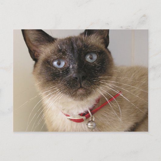 Athena Postkarte (Vorderseite)