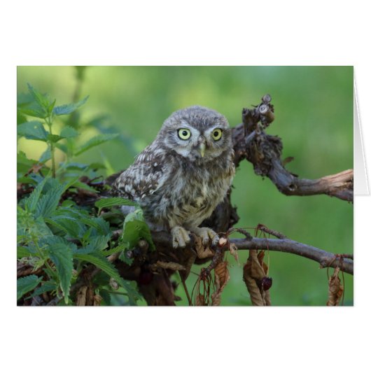 Athene noctua (Vorderseite (Horizontal))