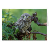 Athene noctua (Vorderseite (Horizontal))