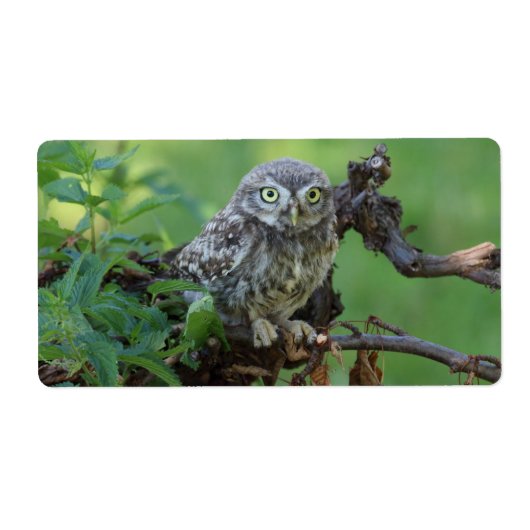 Athene noctua (Vorne)