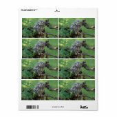 Athene noctua (Vorne)