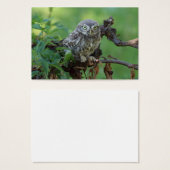 Athene noctua (Vorne & Hinten)