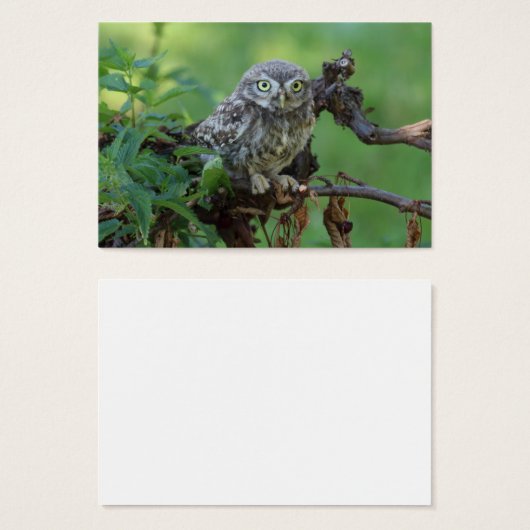 Athene noctua (Vorne & Hinten)