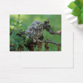 Athene noctua (Schreibtisch)