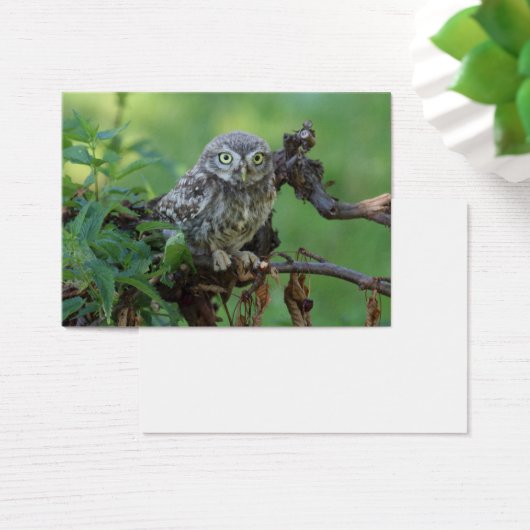 Athene noctua (Schreibtisch)