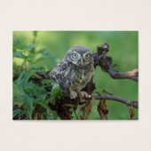 Athene noctua (Vorderseite)