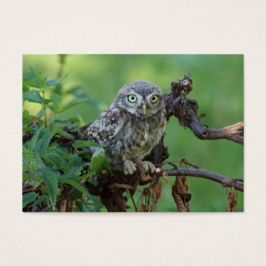 Athene noctua (Vorderseite)