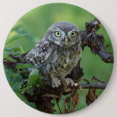 Athene noctua button (Vorderseite)