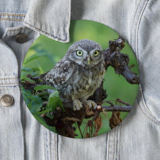 Athene noctua button (Beispiel)