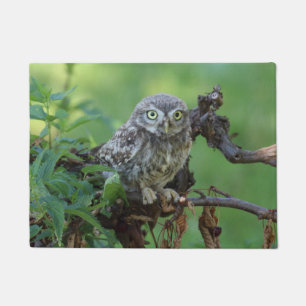 Athene noctua fußmatte