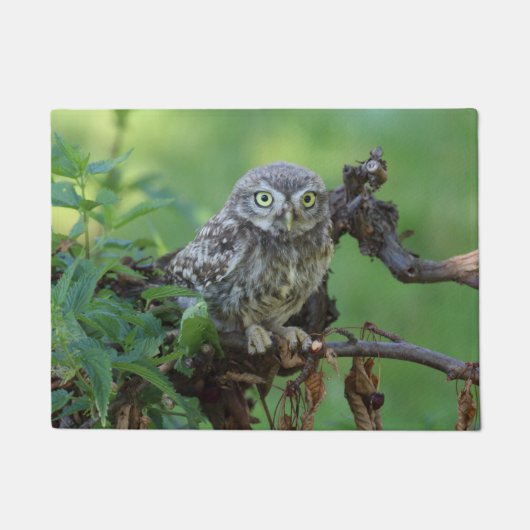 Athene noctua fußmatte (Vorderseite)