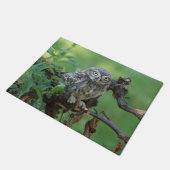 Athene noctua fußmatte (Schrägansicht)