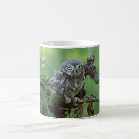 Athene noctua kaffeetasse (Mittel)