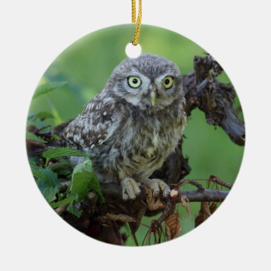 Athene noctua keramikornament (Vorne)