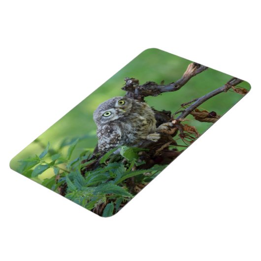 Athene noctua magnet (Linke Seite)