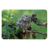 Athene noctua magnet (Horizontal)