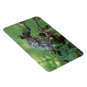 Athene noctua magnet (Rechte Seite)