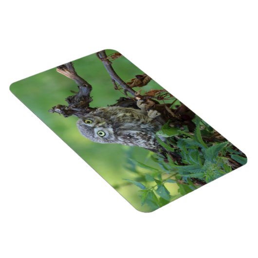 Athene noctua magnet (Rechte Seite)