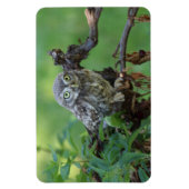 Athene noctua magnet (Vertikal)