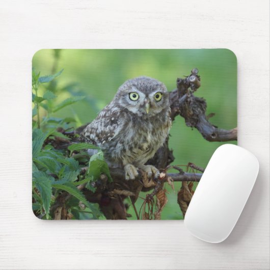 Athene noctua mousepad (Mit Mouse)