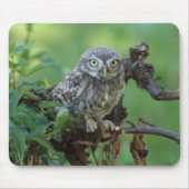 Athene noctua mousepad (Vorne)