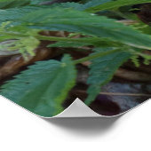 Athene noctua poster (Ecke)