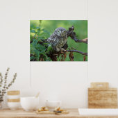 Athene noctua poster (Küche)