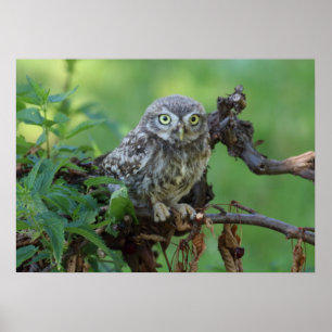Athene noctua poster